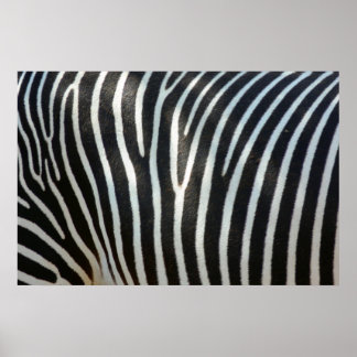Affiche Zebra Stripes 1