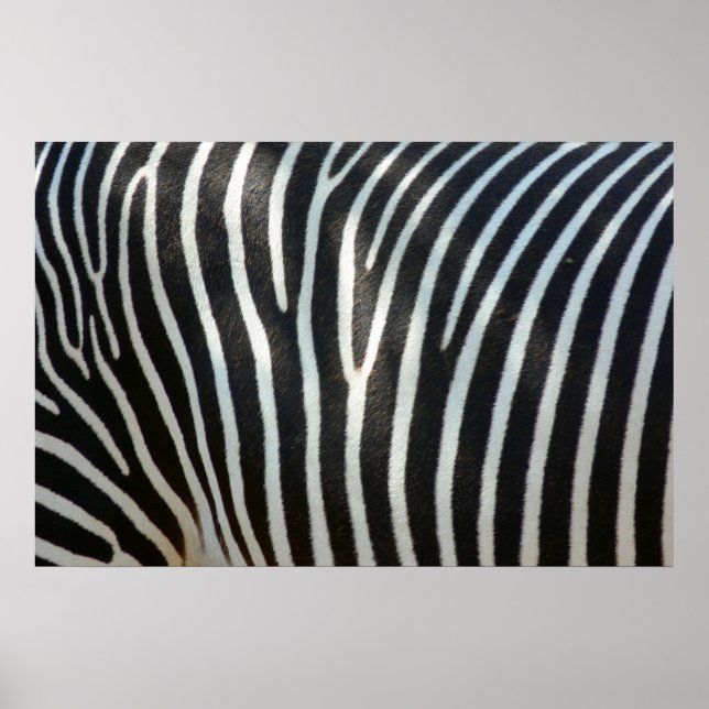 Affiche Zebra Stripes 1 (Devant)
