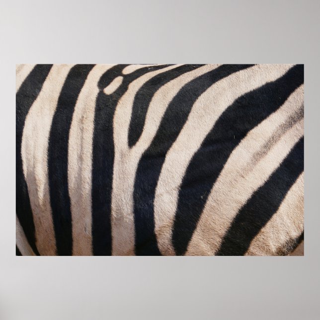 Affiche Zebra Stripes noir et blanc (Devant)