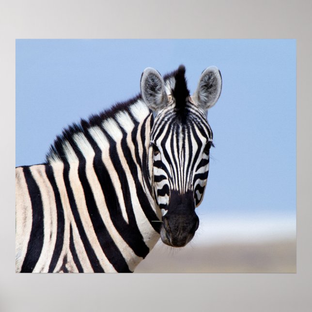 Affiche Zebra vous regarde avec la photo bleu ciel (Devant)