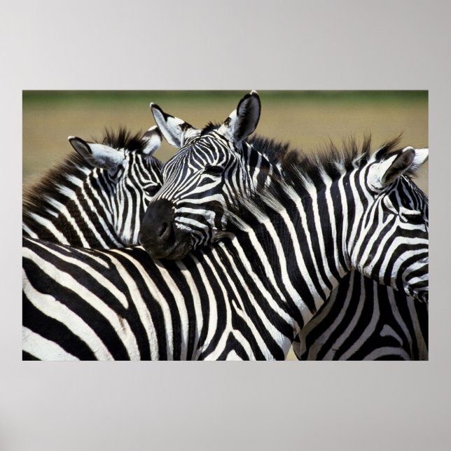 Affiche Zebras pack ensemble dans un champ (Devant)