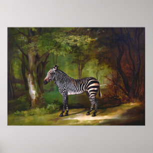Affiche Zèbre (1763) peinture de George Stubbs