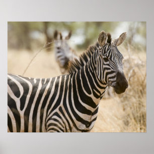 Affiche Zèbre au Parc National de Meru, au Kenya.