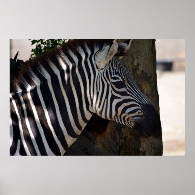 Affiche Zèbre d'Afrique (Devant)