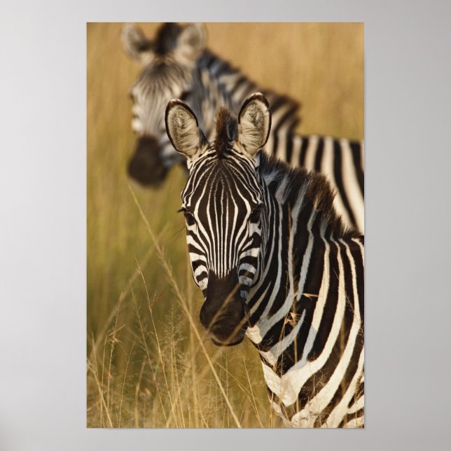 Affiche Zèbre de Burchell dans les hautes herbes d'été, Ma (Devant)