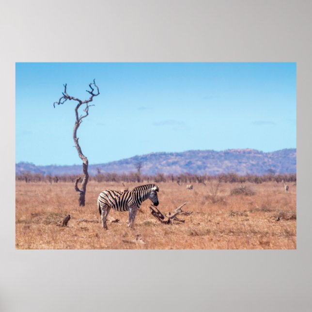Affiche Zèbre des plaines dans le parc national de Kruger, (Devant)