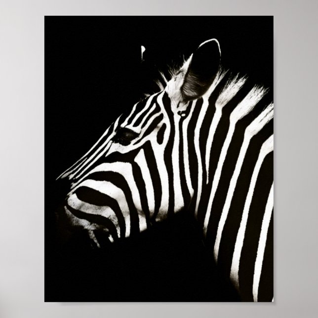 Affiche Zèbre noir et blanc rayures Animal (Devant)