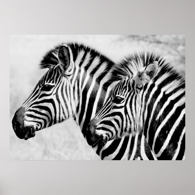 Affiche Zèbres Animaux Faune Noir et Blanc (Devant)