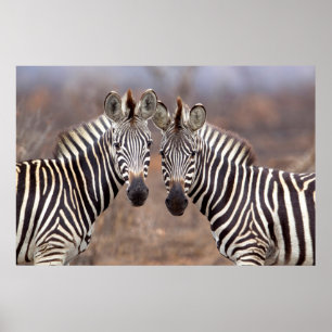 Affiche Zèbres des plaines, parc national Kruger