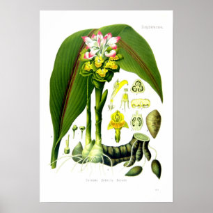 Affiche Zedoaria de safran des Indes