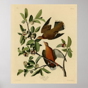 Affiche Zenaida Dove de John Audubon's Birds of America