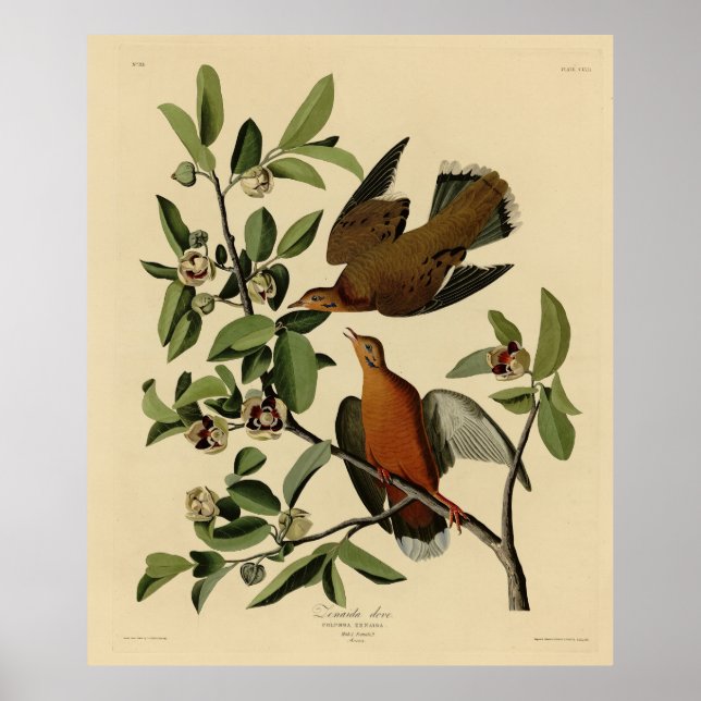 Affiche Zenaida Dove de John Audubon's Birds of America (Devant)
