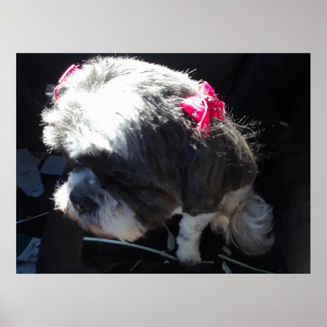 Affiche Zhina Est Ma Princesse Chiite Tzu (Devant)