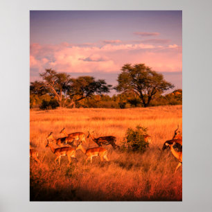 Affiche Zimbabwe la nature pure de l'antilope