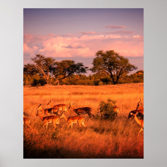 Affiche Zimbabwe la nature pure de l'antilope (Devant)