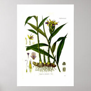 Affiche Zingiber officinalis (ginger)