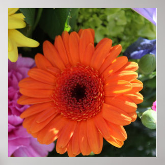 Affiche Zinnia