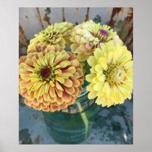 Affiche Zinnia Queen Lime Blush