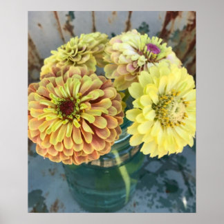 Affiche Zinnia Queen Lime Blush