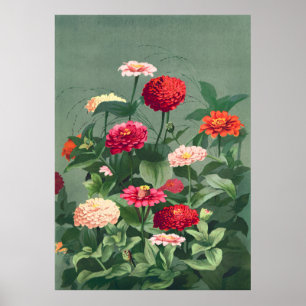 Affiche Zinnias