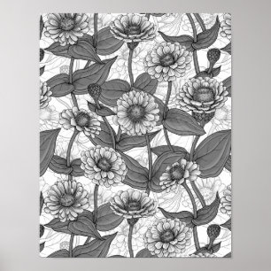 Affiche Zinnias, monochrome sur blanc