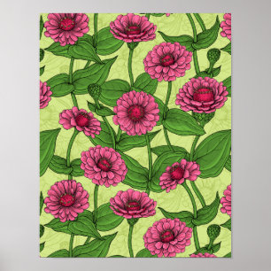 Affiche Zinnias rose sur vert clair