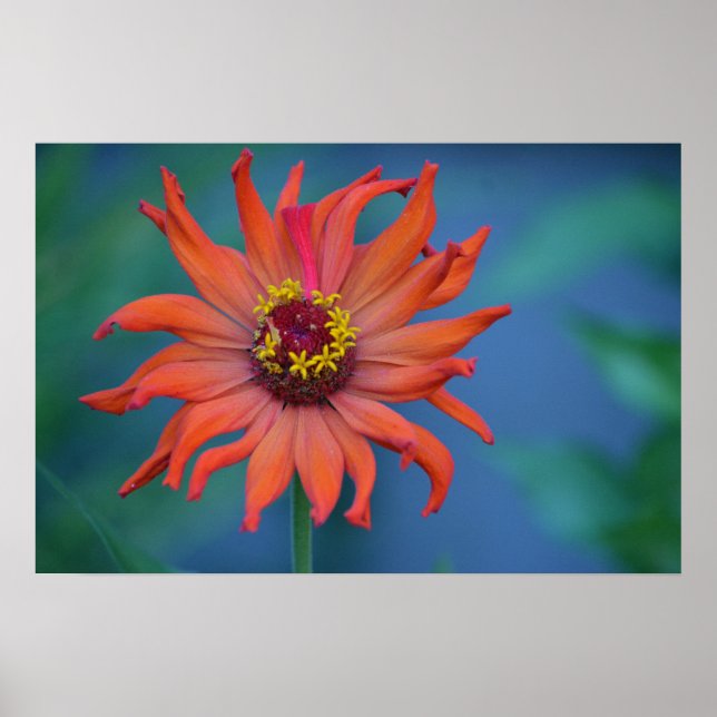 Affiche Zippy Zinnia (Devant)