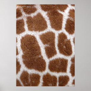Affiche Zones de girafe