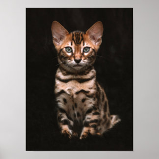 Affiche Zones de léopard de chat domestique