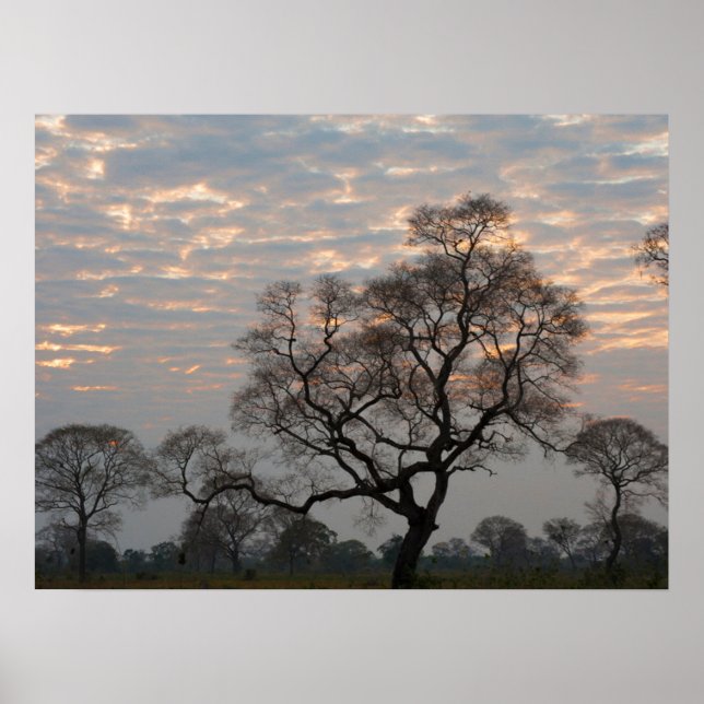 Affiche Zones humides du Pantanal | Amérique du Sud, Brési (Devant)