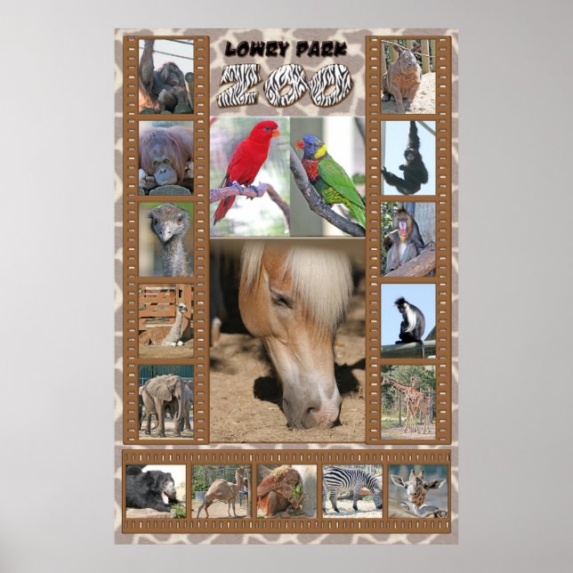 Affiche Zoo de Lowry Park (Devant)