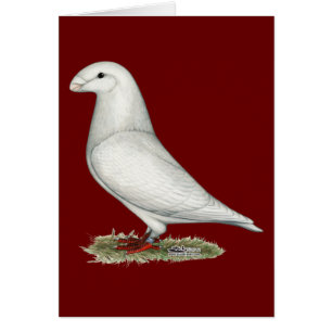 Afficher le blanc de la course