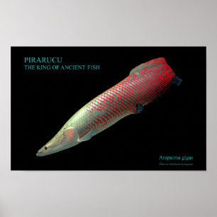 AFFICHES ク の ポ タ