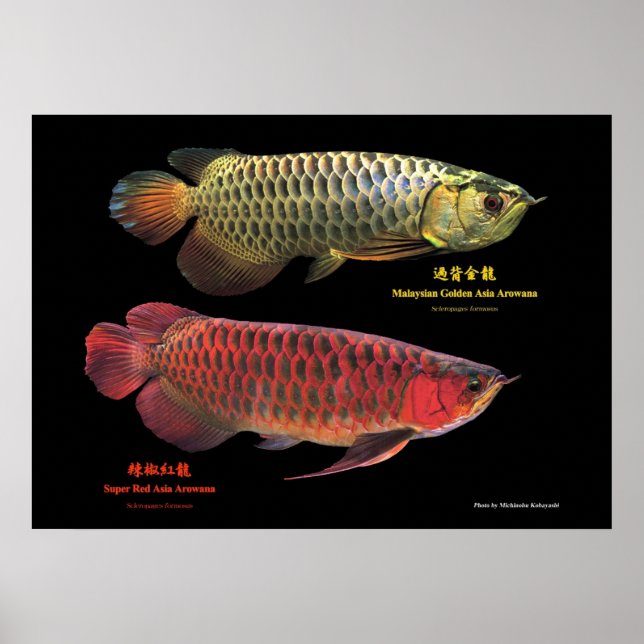 Affiches 金と赤のAsian Arowana (Devant)