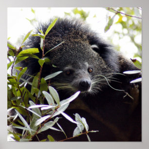 Affiches 005Bearcat