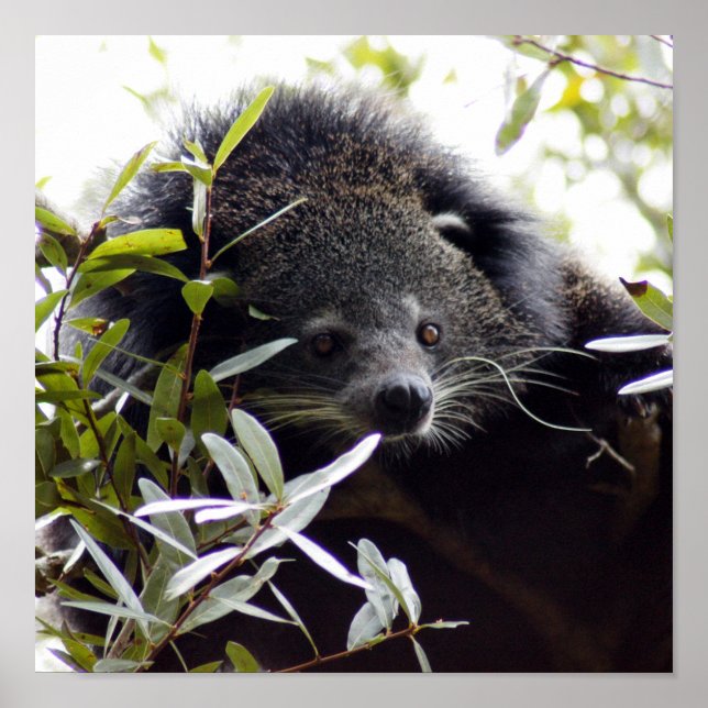 Affiches 005Bearcat (Devant)