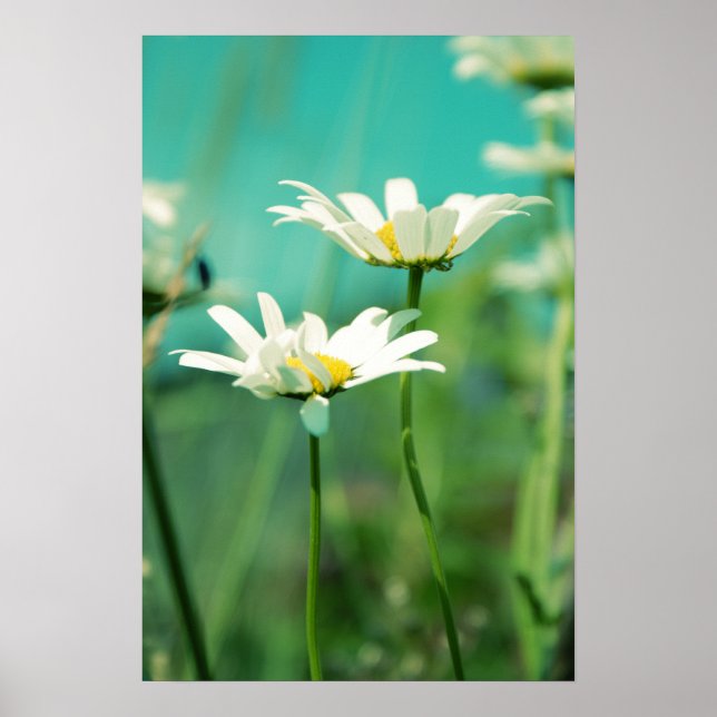 Affiches 01 posable (Devant)