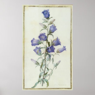 Affiches 15 : Campanula : Milieu 1787