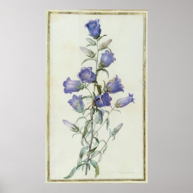 Affiches 15:Campanula : Moyen 1787 (Devant)