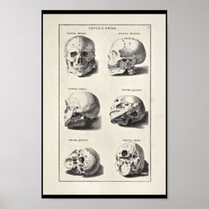 Affiches 1691 Anatomie artistique Crâne Art