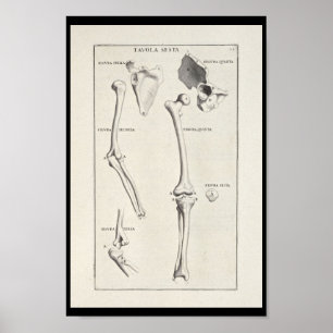 Affiches 1691 Anatomie artistique Os à bras Imprimer