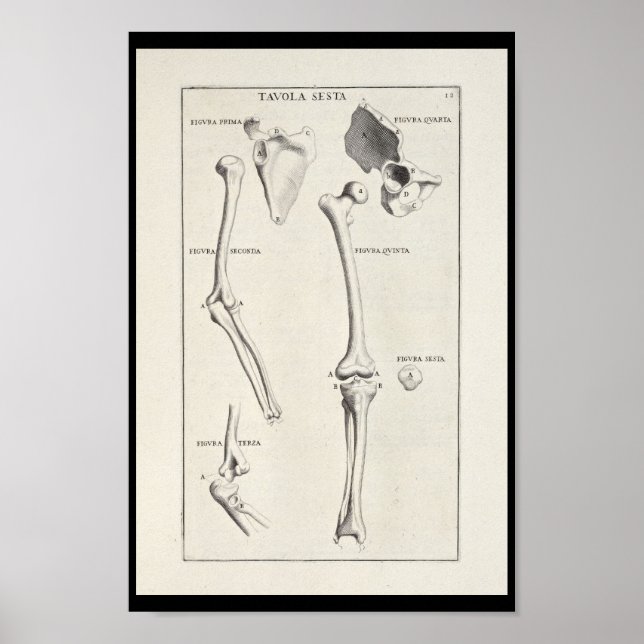 Affiches 1691 Anatomie artistique Os à bras Imprimer (Devant)