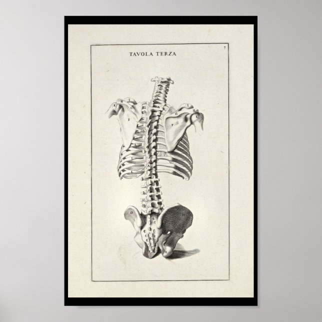 Affiches 1691 Anatomie artistique Squelette Squelette Art i (Devant)