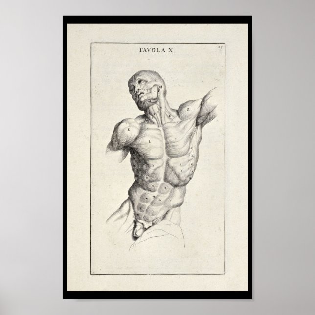 Affiches 1691 Artistic Anatomy Muscles Torso Art Print (Devant)