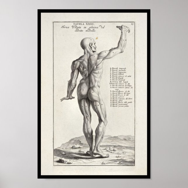 Affiches 1691 Artistique Anatomie Muscles Corps Art Imprime (Devant)