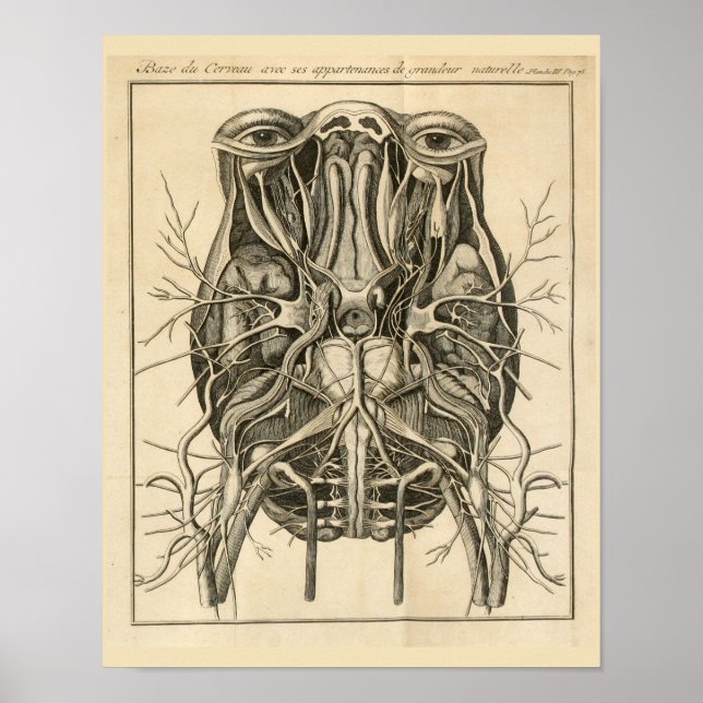 Affiches 1744 Eyes Brain Cranial Nerves Anatomy Print (Devant)
