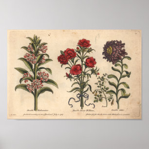 Affiches 1757 Botanique Fleur Art Imprimer Balsamina
