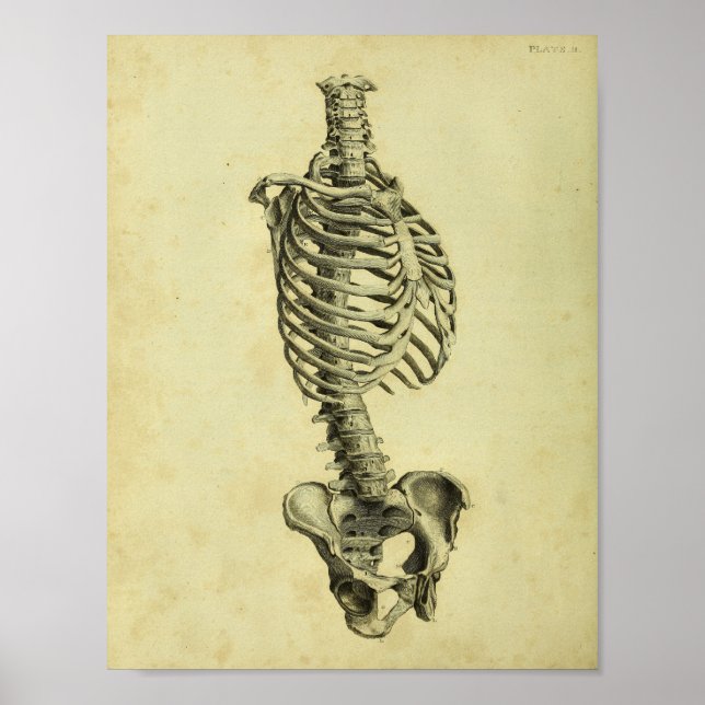 Affiches 1824 Anatomie du squelette humain (Devant)
