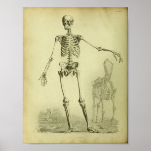 Affiches 1824 Squelette Anatomie des humains et des chevaux