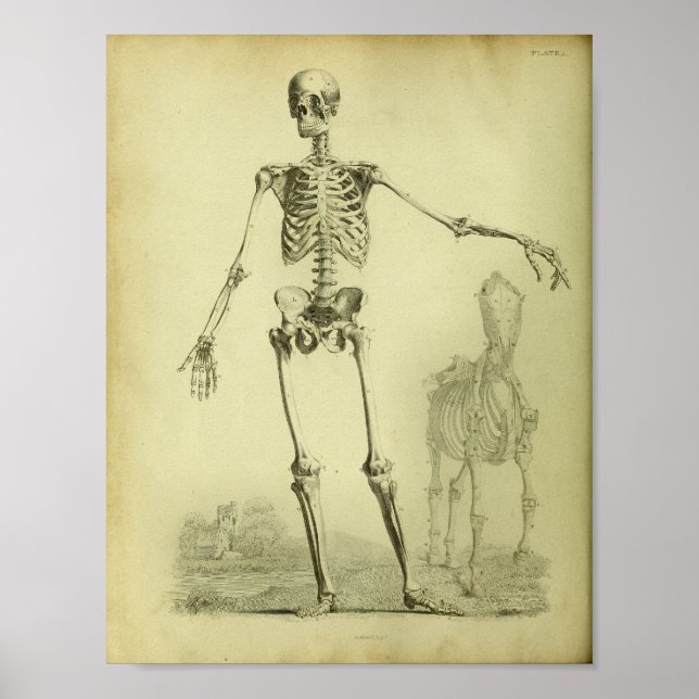 Affiches 1824 Squelette Anatomie des humains et des chevaux (Devant)